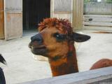 Llama