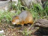 Mongoose