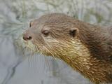 Otter