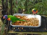 Parrots