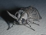 beheMOTH
