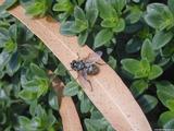 Fly in green