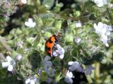 Ladybug