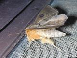Moth