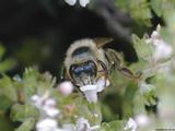Pollen bee