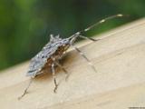 Weird bug