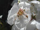 Cherry blossum