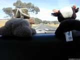 Directional Cow